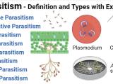 Parasitism Interaction Definition And Types With Examples
