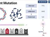 Silent Mutation Definition Causes Mechanism Applications Examples