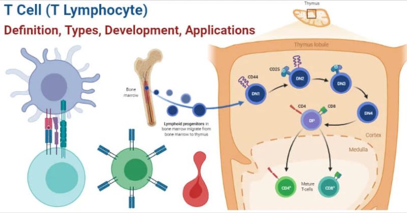 T Cell Notes On T Cell Which Include Definition Types Development - Geometric Images - Perfect Full HD Collection