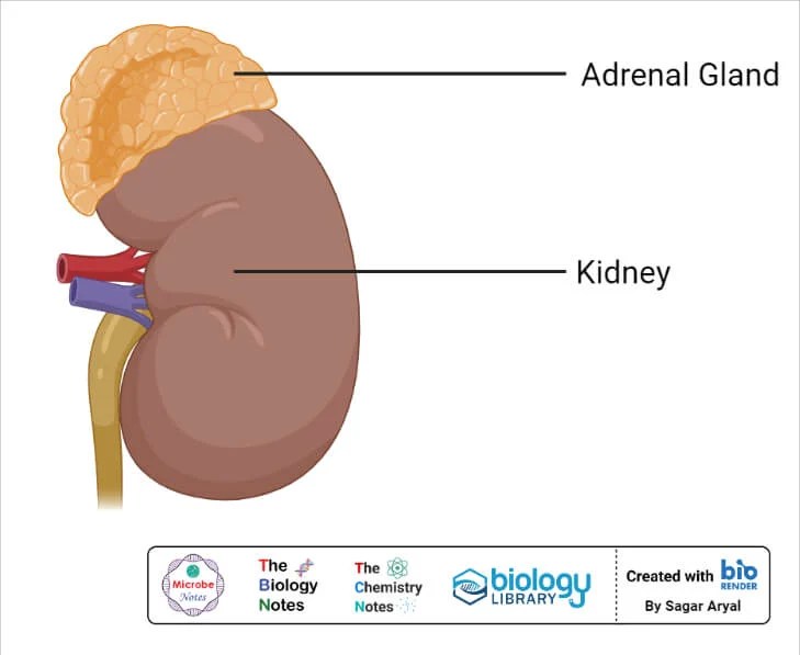 Endocrine shouldn't be confused with exocrine. Exocrine Vs Endocrine Glands Definition 8 Differences Examples