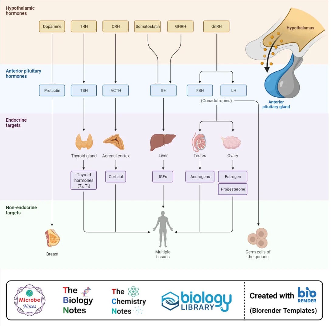 Article is an endocrine overview. Endocrine System Definition Glands Hormones Functions Disorders