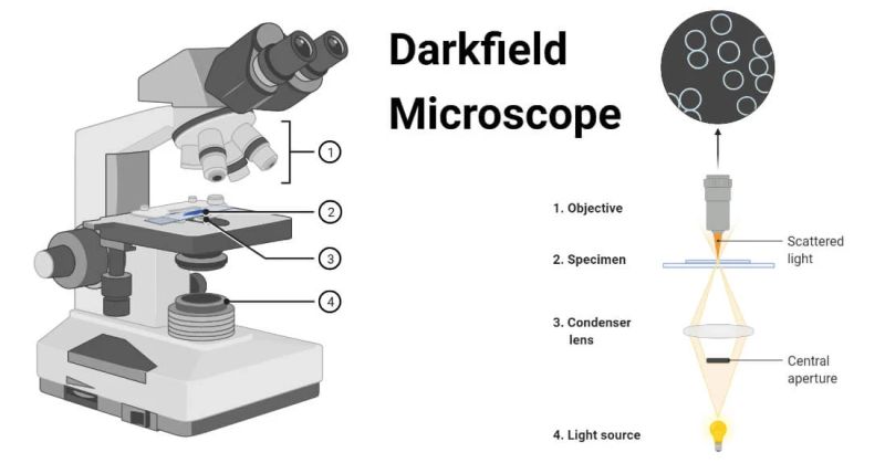 Physics Dark Field Microscopy Handwiki - Premium Gradient Image Gallery - High Resolution