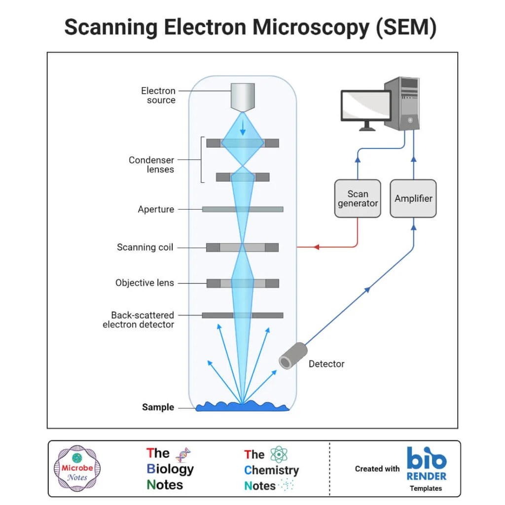 Electron microscope: principle, types, uses, labeled diagram