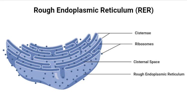Rough Endoplasmic Reticulum Rer Definition Structure Function - Vintage Designs - Ultra HD High Resolution Collection