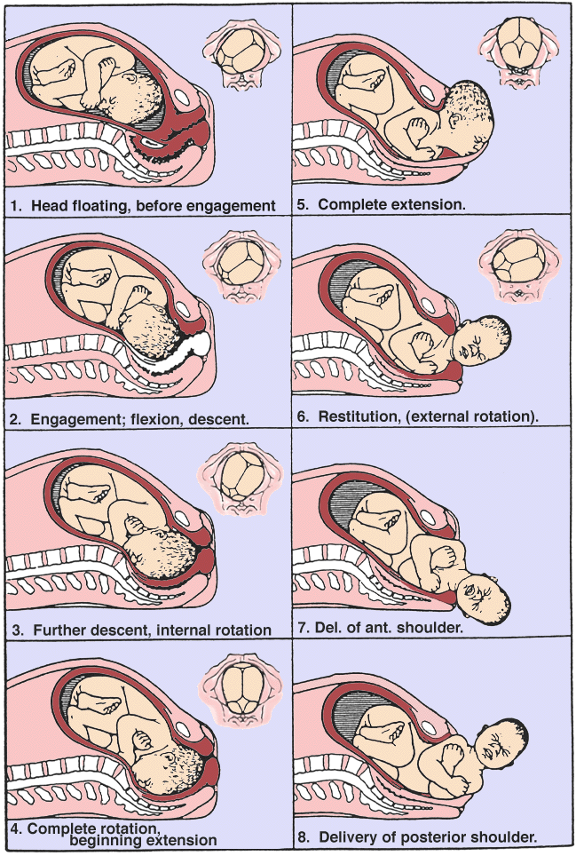 Childbirth (labor process)- features, stages, mechanism
