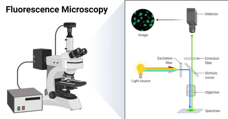 Fluorescence Microscope Principle Types Applications Biology Ease - Perfect Ultra HD Minimal Illustrations | Free Download