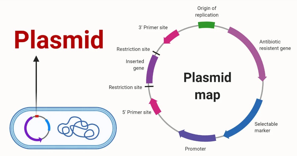 Plasmids- definition, properties, structure, types, functions, examples