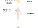 Somatic Mutation Definition Causes Outcomes Diseases