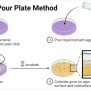 Streak Plate Method- Principle, Types, Methods, Uses, 46% OFF