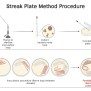Streak Plate Method- Principle, Types, Methods, Uses, 46% OFF