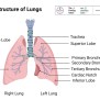 Lungs Definition Location Anatomy Function Diagram Trachea