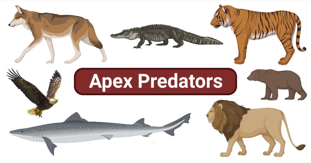 Apex predators- definition, trophic cascade, examples