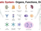 Lymphatic System Organs Functions Diseases