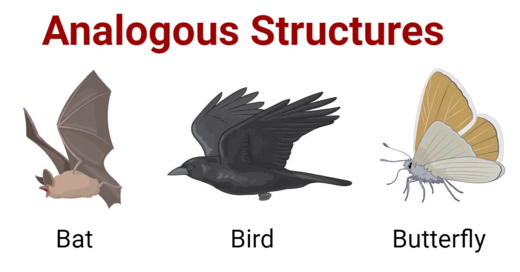 Analogous structures: definition & evolutionary examples