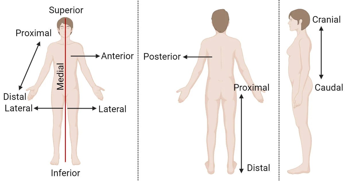 Anatomical directional terms