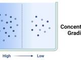 Concentration Gradient Definition Factors Applications