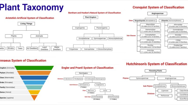 Plant Taxonomy Definition, Terms, Classifications.