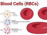 Red Blood Cells Rbcs Structure Life Cycle Functions