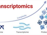 Transcriptomics Definition Types Techniques Applications