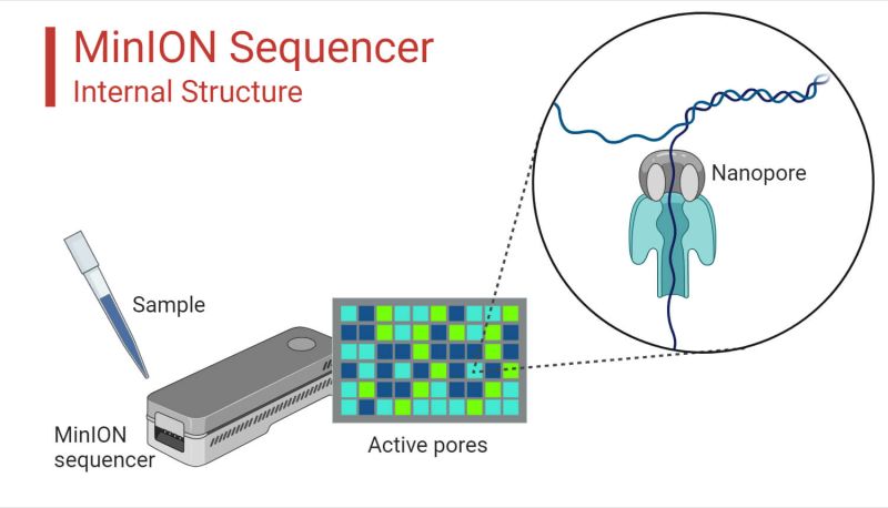 Oxford Nanopore Sequencing Principle Protocol Uses Diagram - Full HD Landscape Designs for Desktop