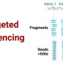 Targeted Sequencing: Principle, Steps, Methods, Uses, Diagram