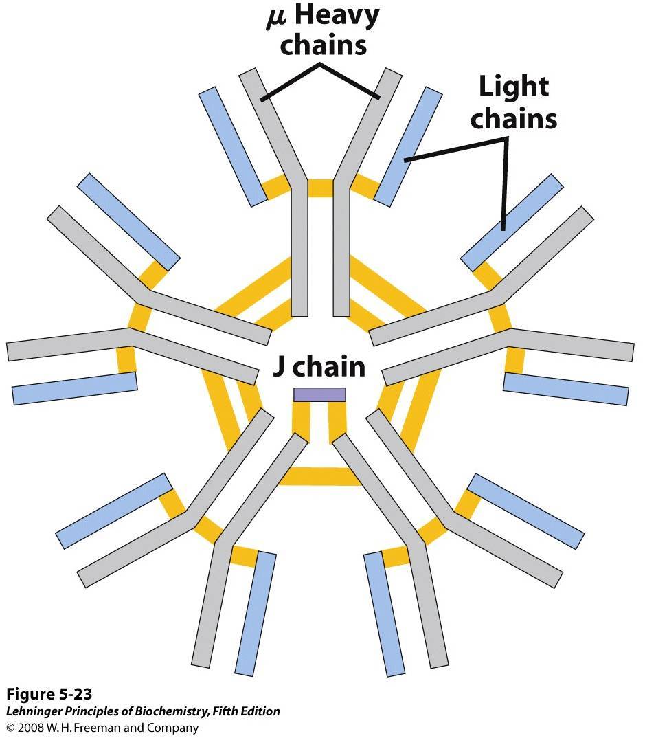 IgM Antibodies Structure, Properties, and Functions • Microbe Online