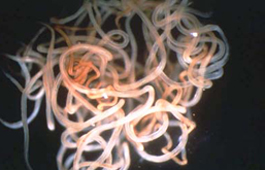Not only are they a nice compliment to your window settings and curtains, but they offer security from passersby and protection from sun damage. Onchocerciasis (Onchocerca volvulus) - microbewiki