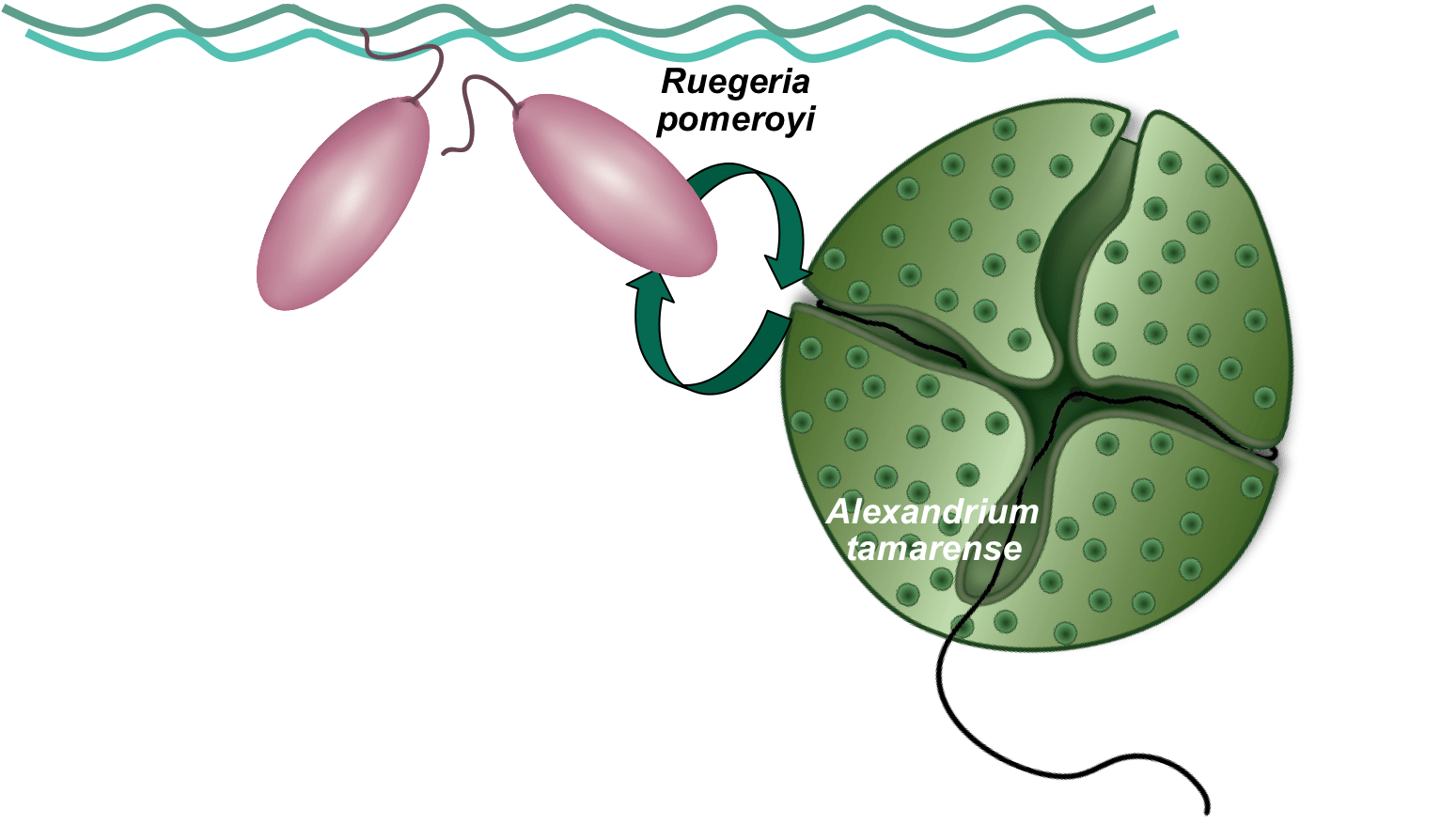 Atmospheric Processes and Their Controlling Influence on Cloud Condensation  Nuclei Activity | Chemical Reviews, image size:1200x700