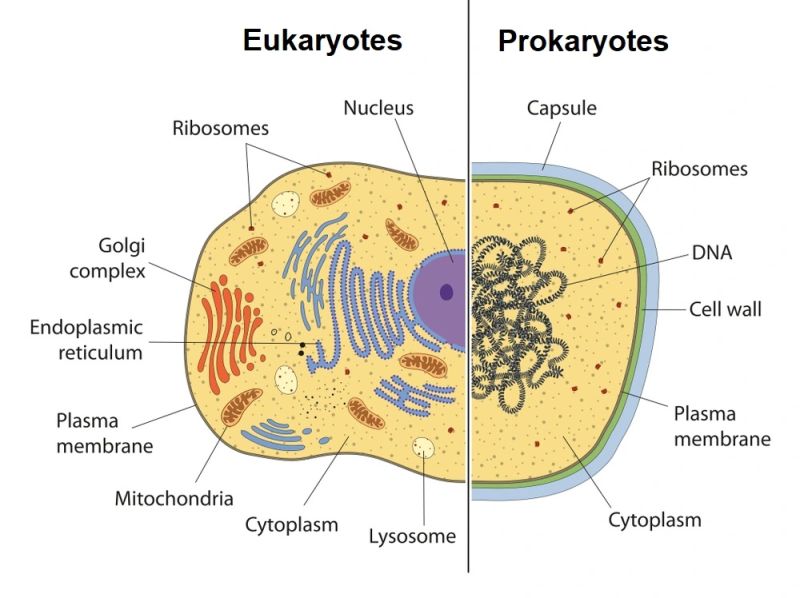Prokaryotes Vs Eukaryotes Simple - Best Vintage Patterns in 4K