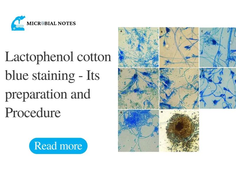 Lactophenol Staining Solutions Article No 04320 - Retina Vintage Textures for Desktop