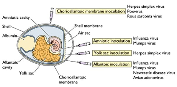 25/07/2012 · in animal biotechnology, an important part of the precious embryos, i.e., those resulting from cloning technology, involves coculture with buffalo rat liver (brl) cells or vero … Techniques Of Virus Cultivation