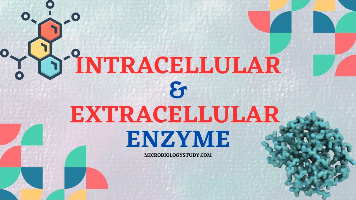Localization Of Enzyme Intracellular And Extracellular » Microbiology
