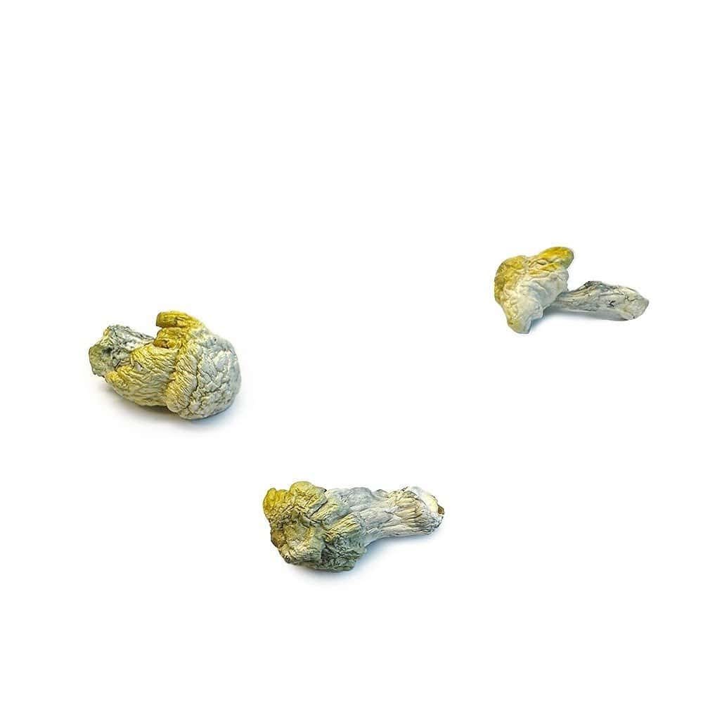 Nutcracker Mushroom Strain