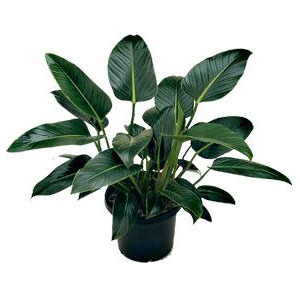 Ficus altissima fra 395 dkk. Philodendron Congo Green Micro Plant Studio