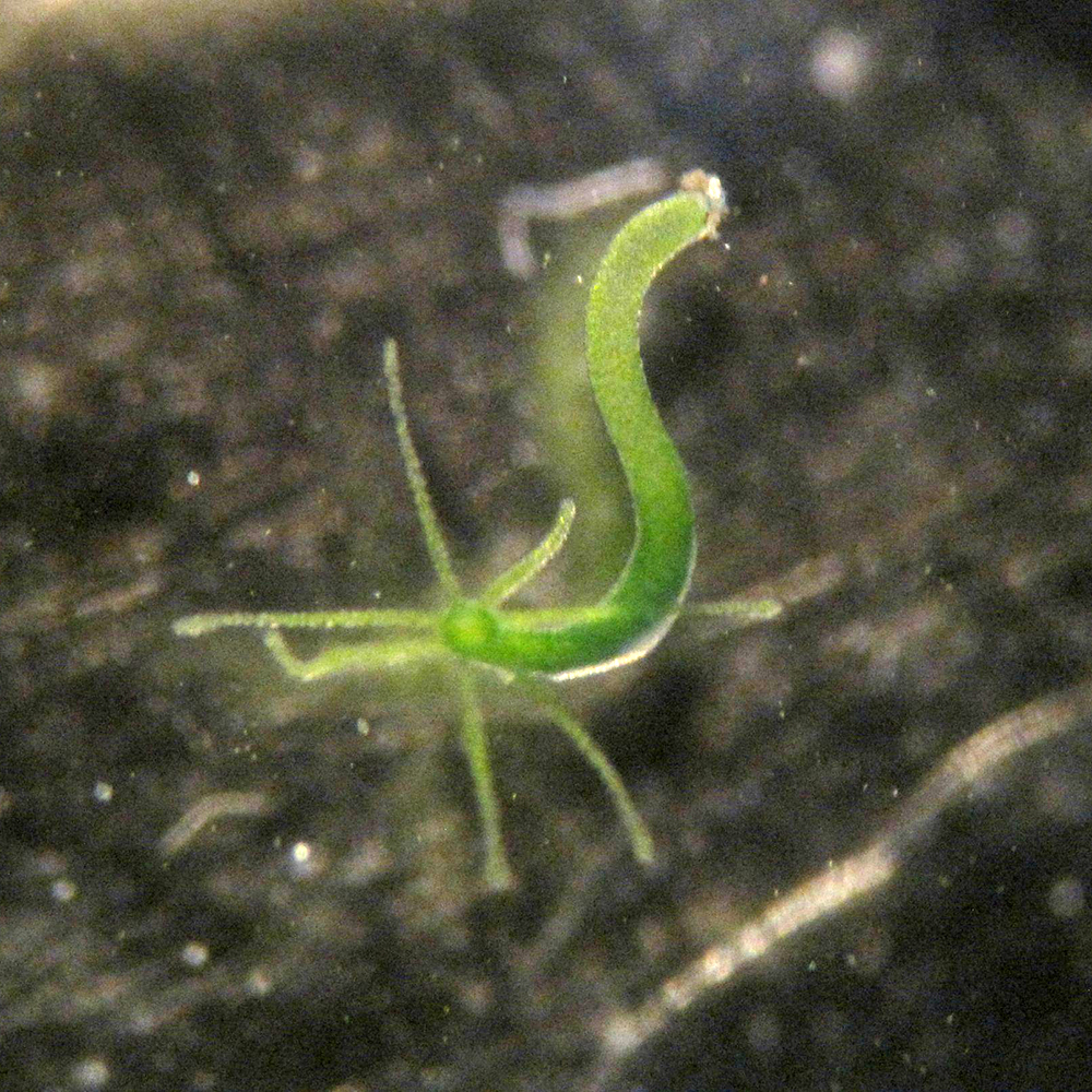 Phylum Cnidaria: Hydrozoa, Scyphozoa, Anthozoa, image size:1000x1000