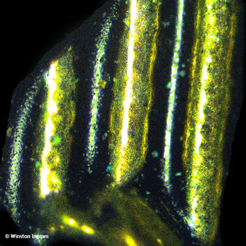 Buttons | Microbus Microscope Educational Website