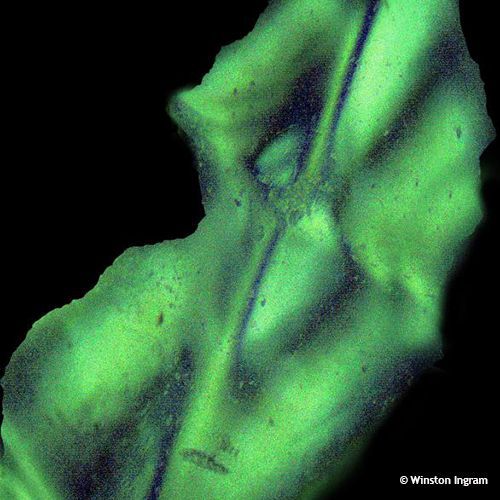 Buttons | Microbus Microscope Educational Website