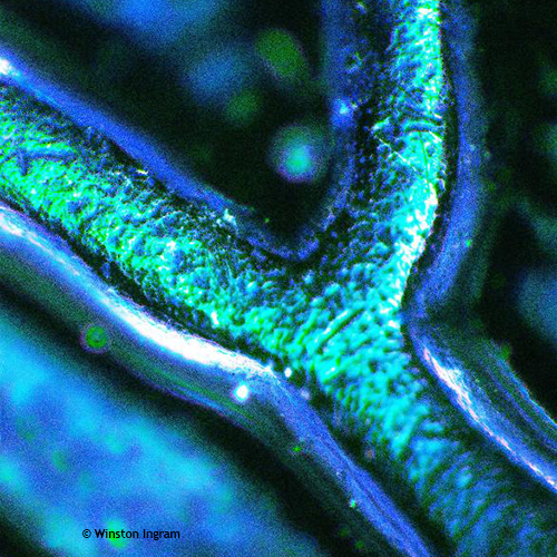 Buttons | Microbus Microscope Educational Website