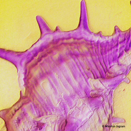 Seashells Microbus Microscope Educational site