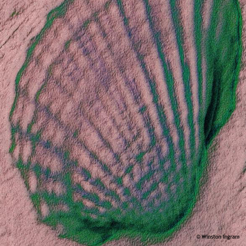 Seashells Microbus Microscope Educational site