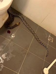 Python