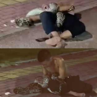 The drunk man and the python wresting