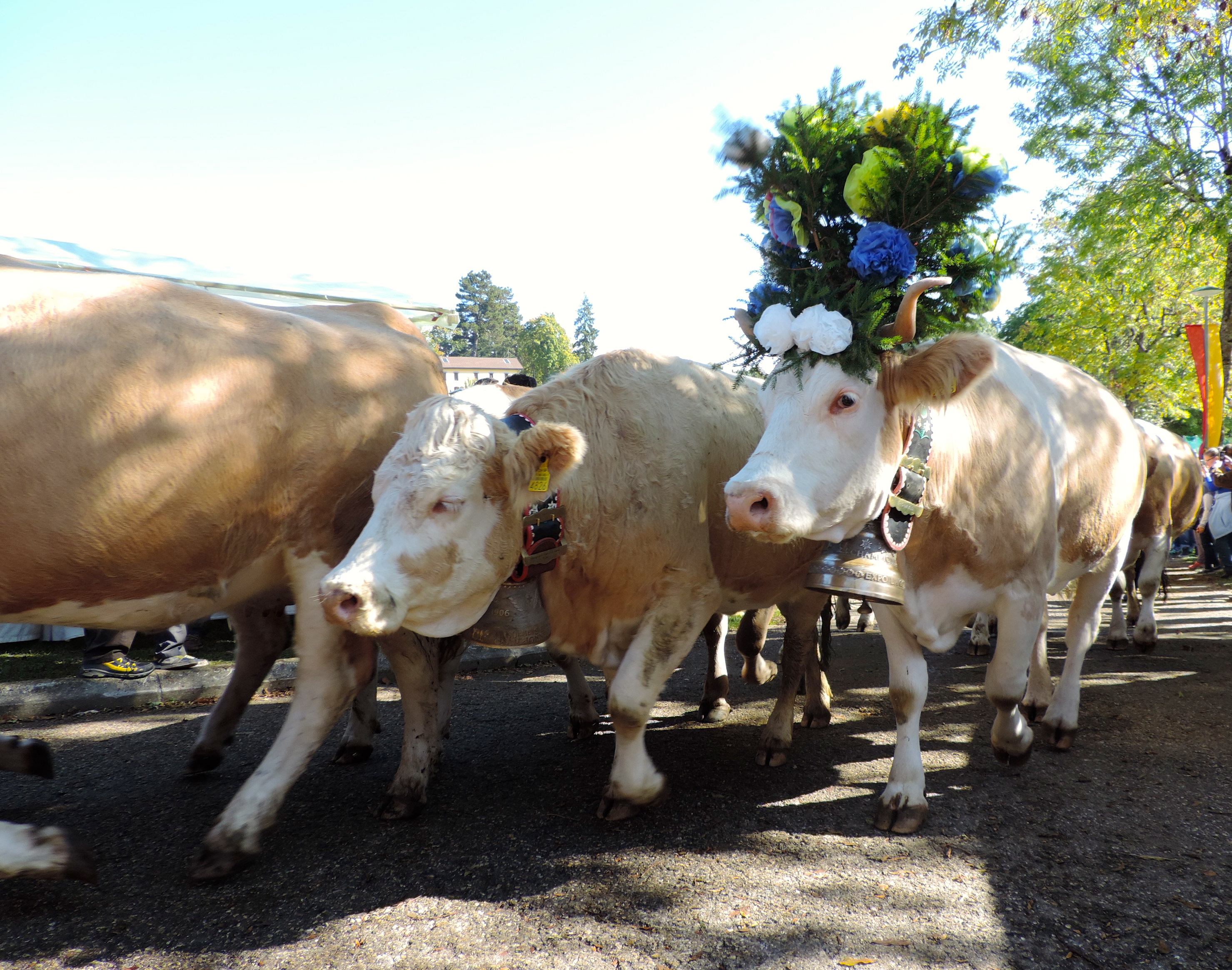 Desalpes Festival: When the cows come marching home in Switzerland