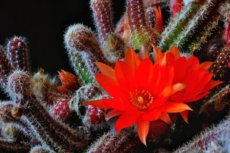 Confederate jasmine is one variety of jasmine plant that creates a colorful displ. Hanging Succulents Displaying Your Garden S Green Beauty