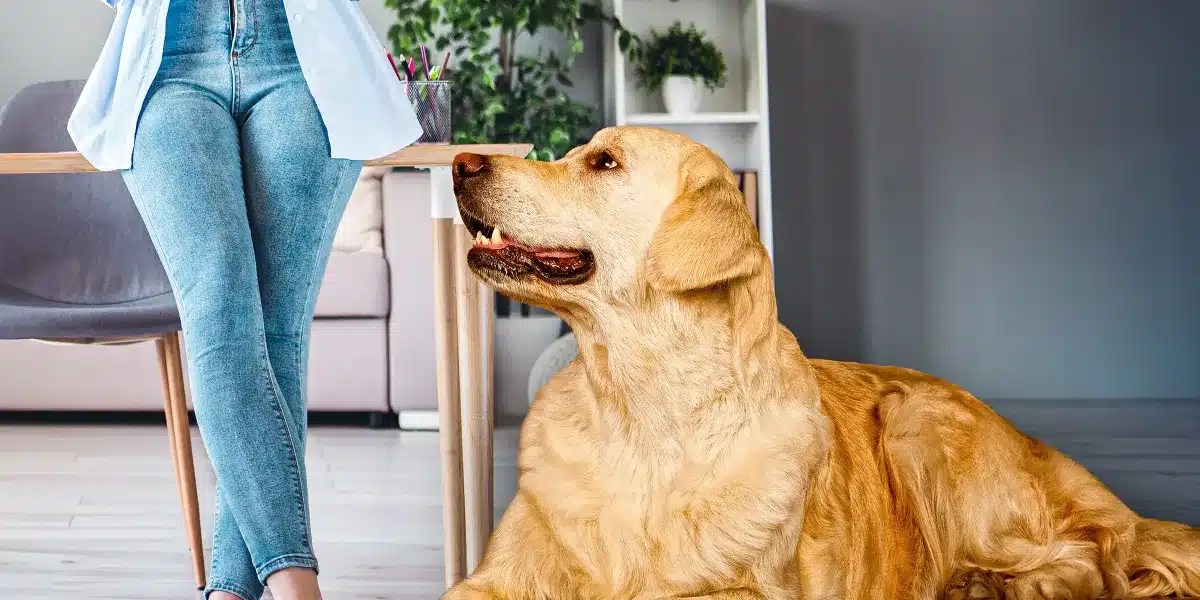 My Dog’s Unusual Reaction to My Wife’s New Jeans Revealed an Unexpected Truth