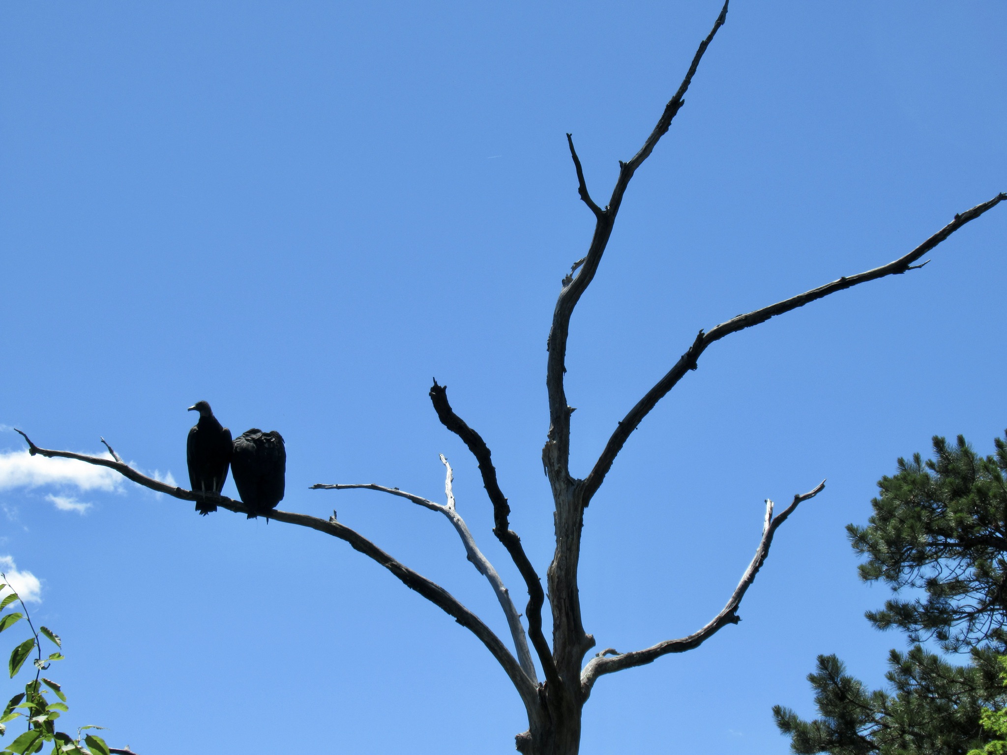 blackvulturesindeadtree MidHudson Adirondack Mountain Club
