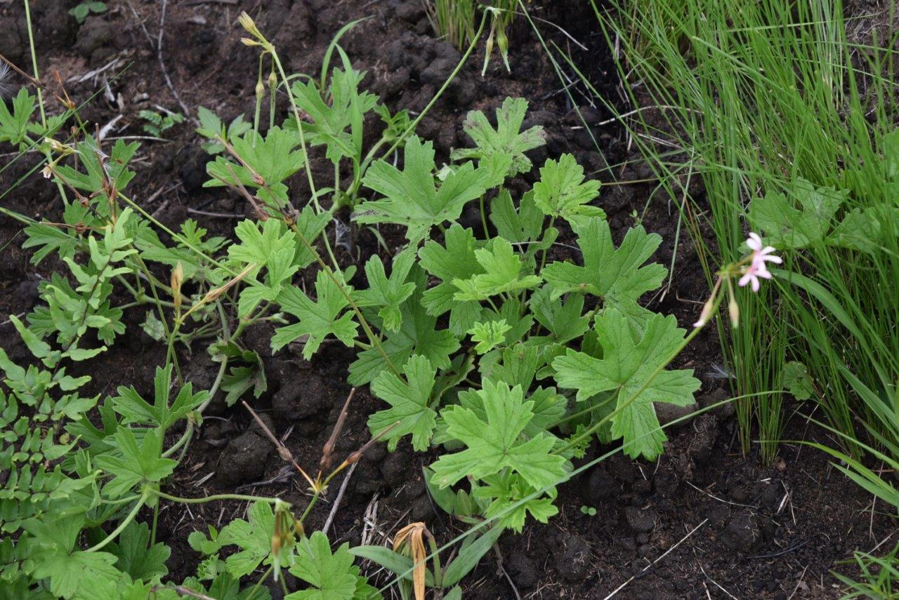 DSC_3925 Pelargonium