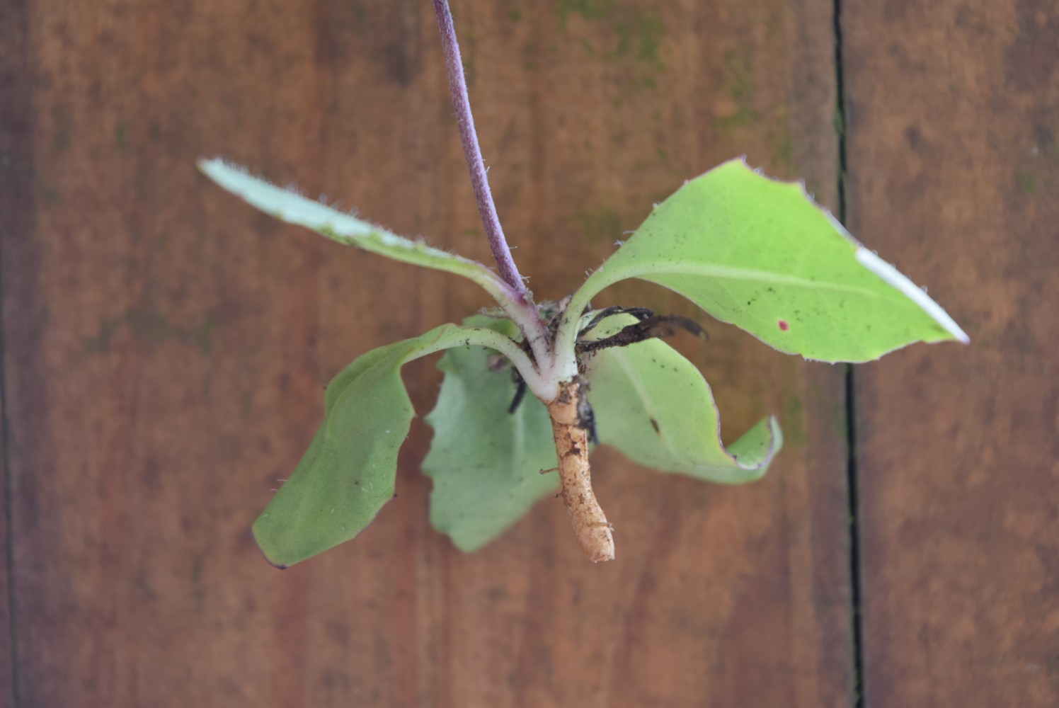 Tolpis capensis