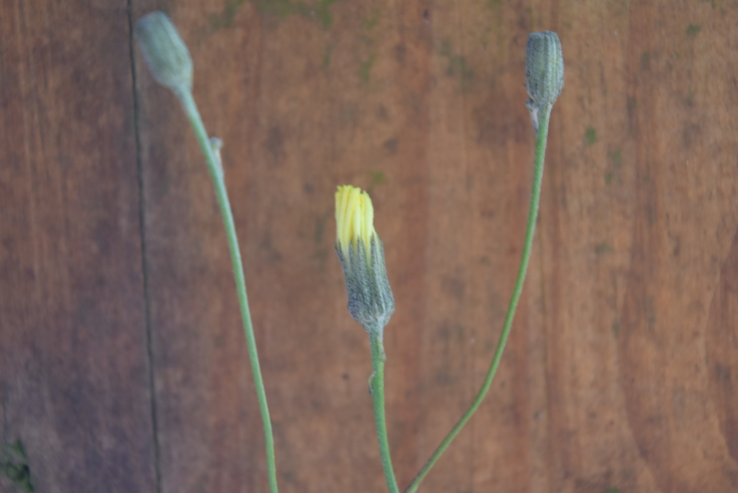 Tolpis capensis