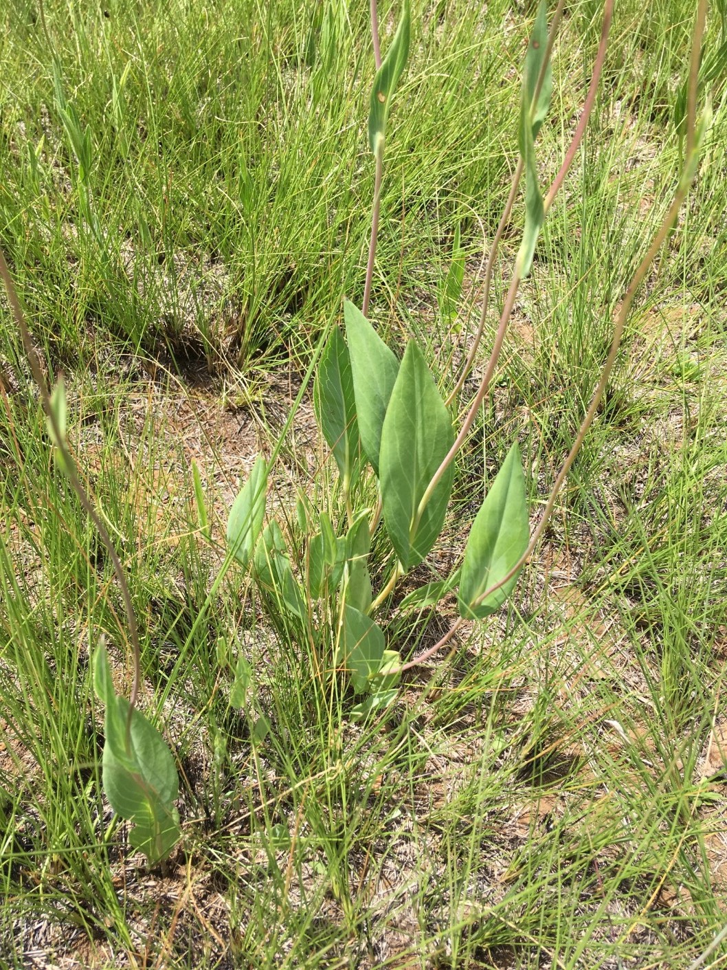 Senecio glaberrimus